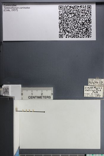 Media type: image; Entomology 677291